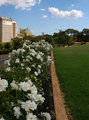 Fence of Roses