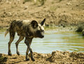African Spotted Dogs