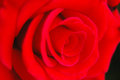Blooming Rose