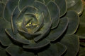 Floral Art