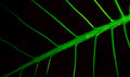 Leaf Veins