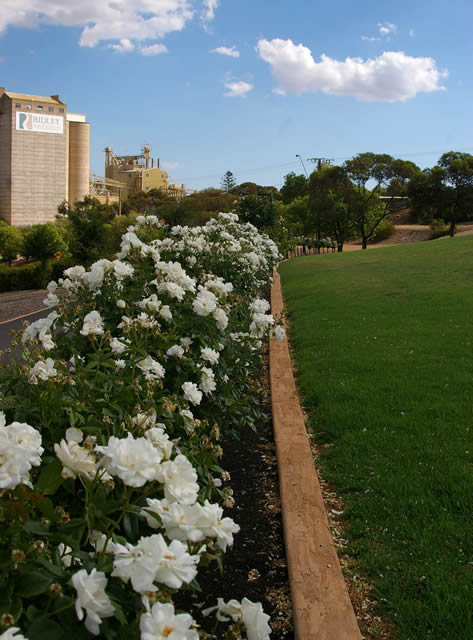 Fence of Roses