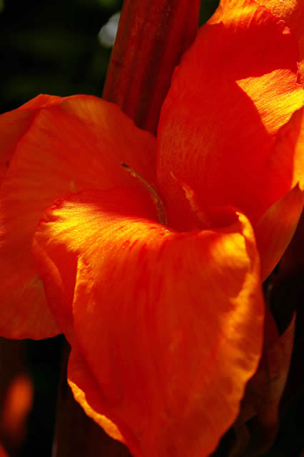 Bright Petals