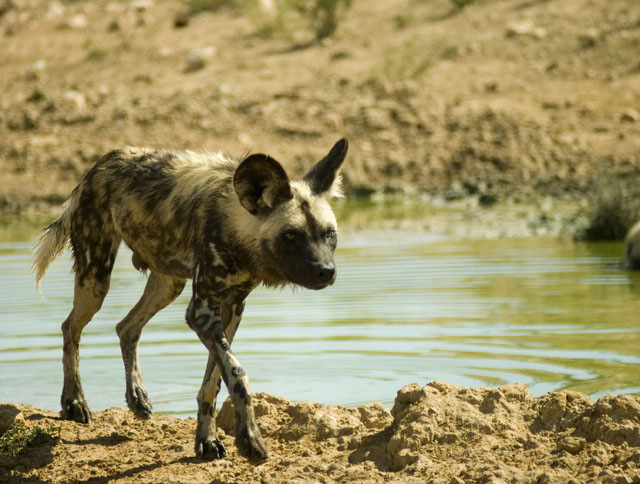 African Spotted Dogs