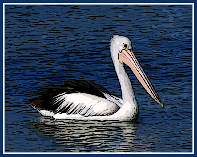 Digital Art Pelican