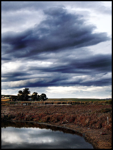 Wetlands of Murray Bridge, South Australia