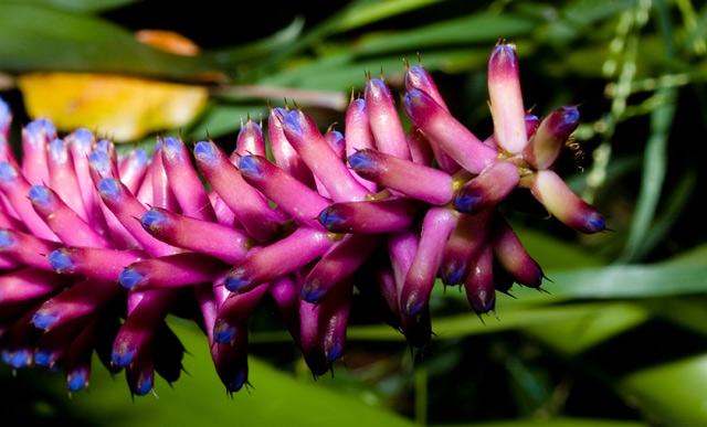 Name the Flower??