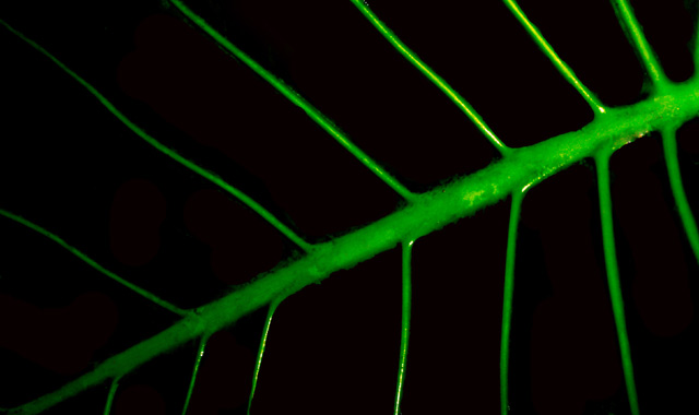 Leaf Veins