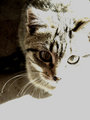 kitten 3.jpg