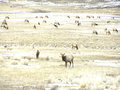 Elk Day 13