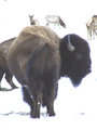 Buffalo Day 29