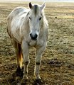 Horse Edit Day 11