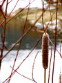 cattail 2.