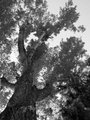 B&W Day 11