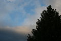 Tree and sky