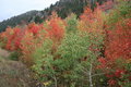 Fall Wonders