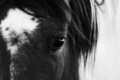 The Eye of the Horse