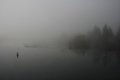 Misty Morning 