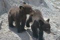 Baby Bear