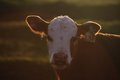 Moooooo!