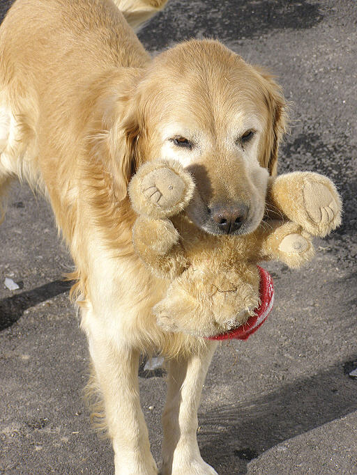 Poor Little Teddy Bear (thats gotta hurt)