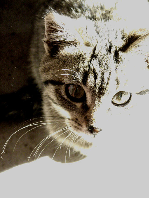 kitten 3.jpg