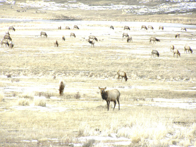 Elk Day 13