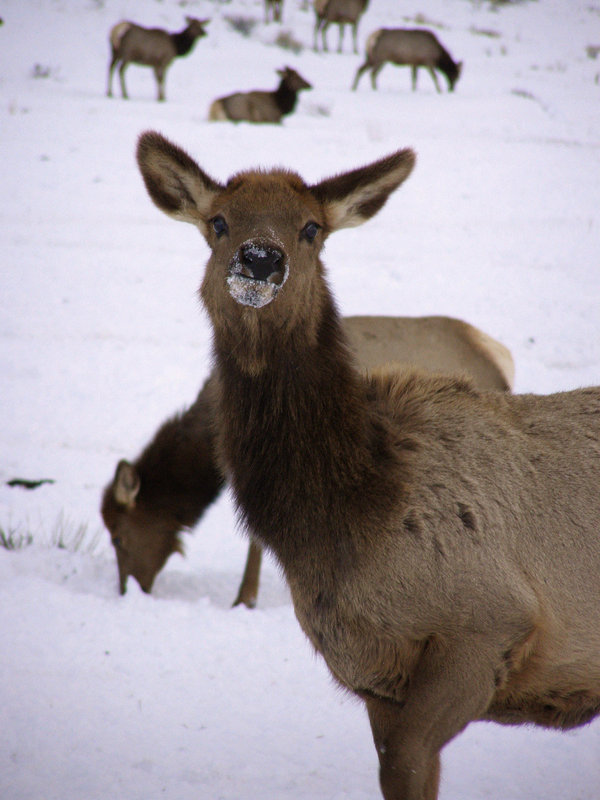 Elk Day 28