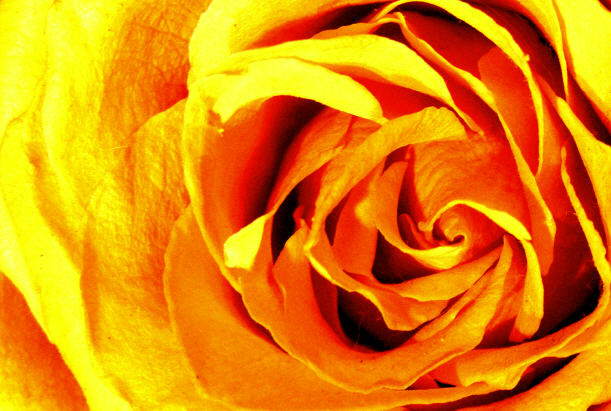 Silk Flower