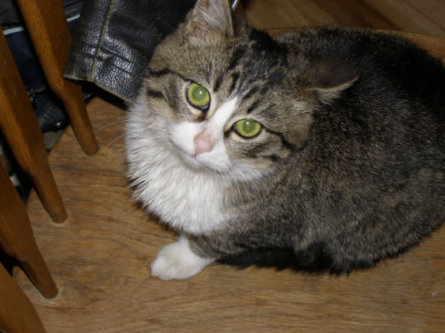 Cat Day 7