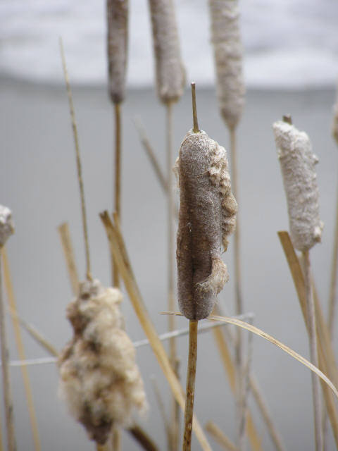 original cattail