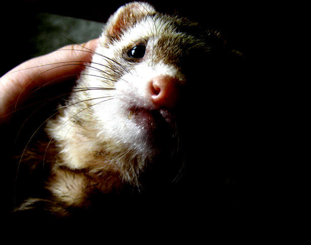 Taz Day 6