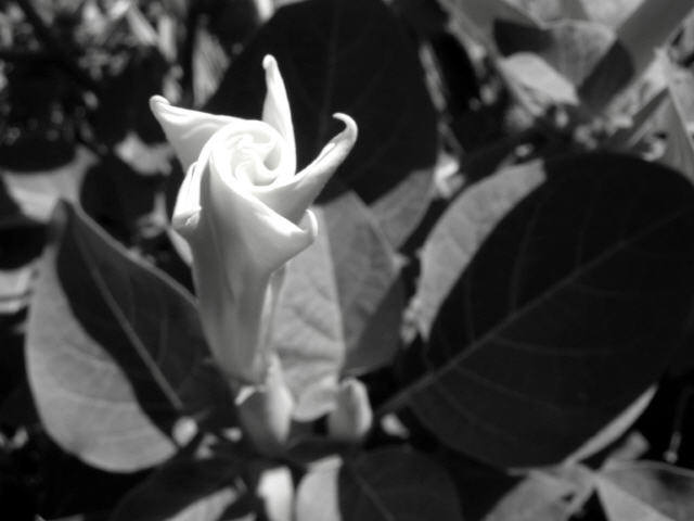B&W Day 1