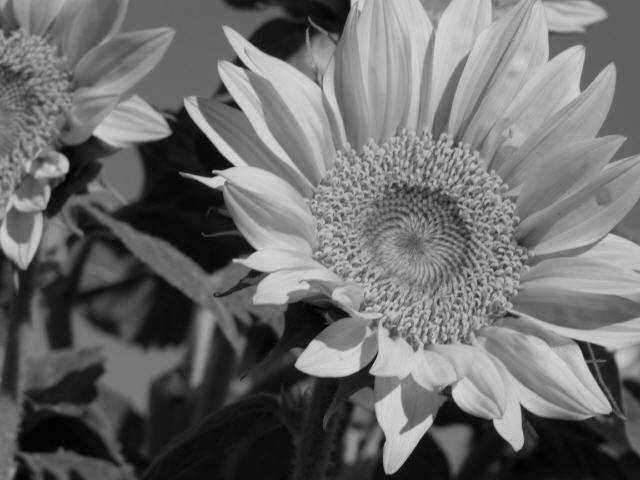 B&W Day 2