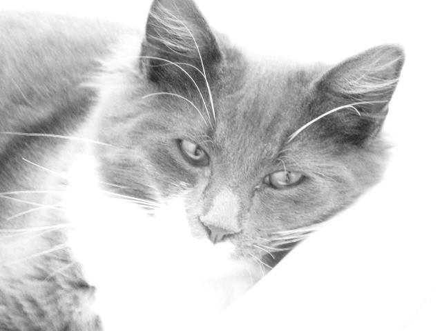 B&W Day 7