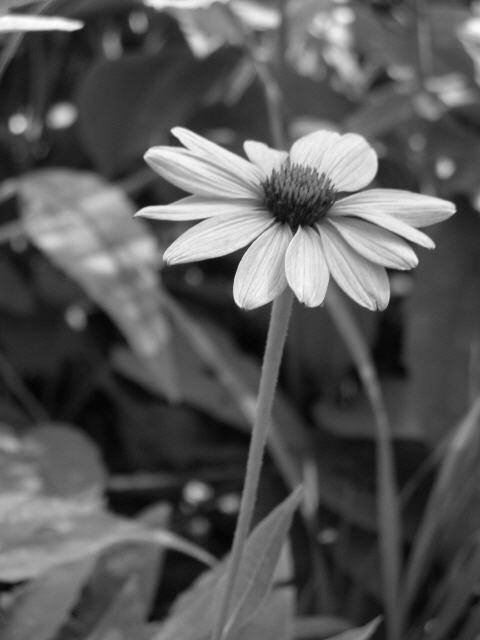 B&W Day 10