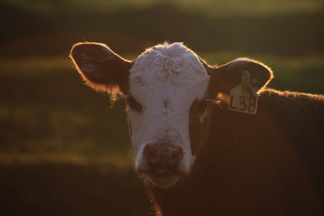 Moooooo!