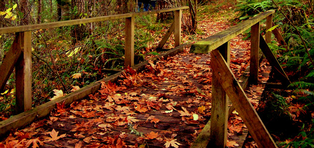 Bridge In The Fall