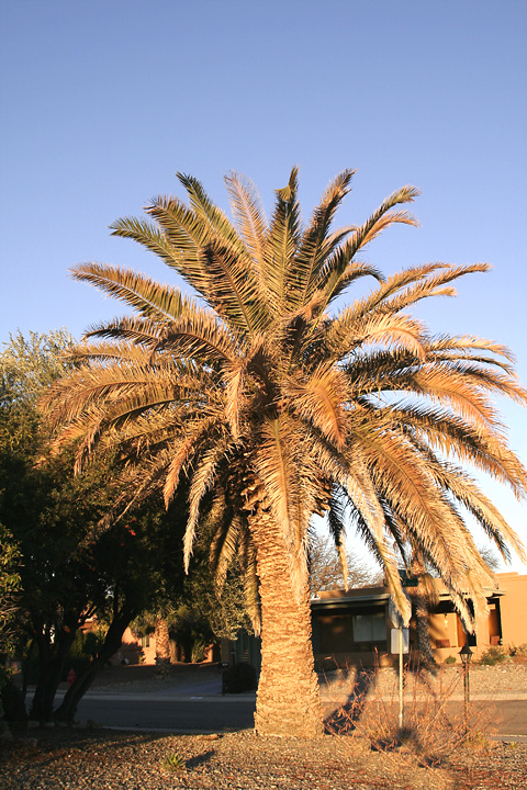 Sunrise Palm Tree