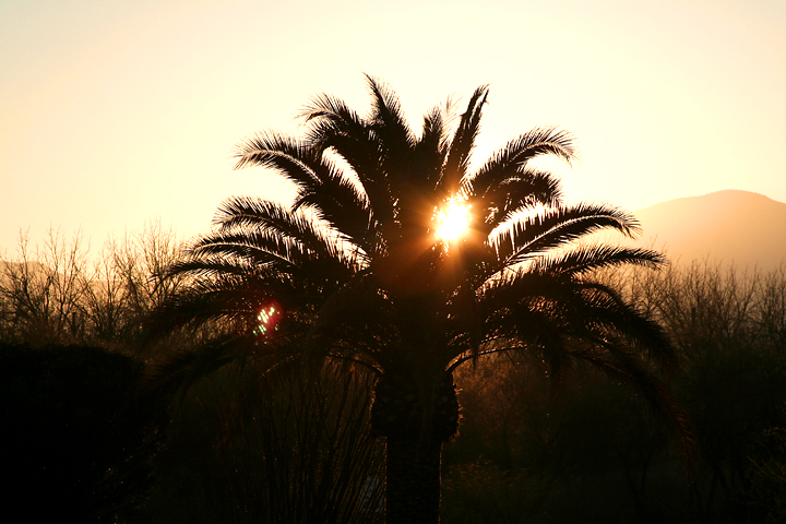 Sunrise Through Palm Tree