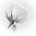 27. White rose (Nov 20)