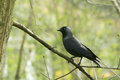 01. Jackdaw