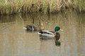 06. Mallards