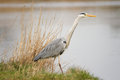 05. Grey heron