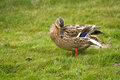 10b. Mallard (female)