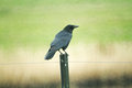 15. Carrion crow