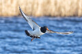 Mar #3 - In flight
