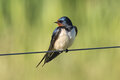 Apr #4 - Barn swallow