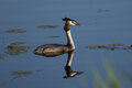 May #3 - Grebe