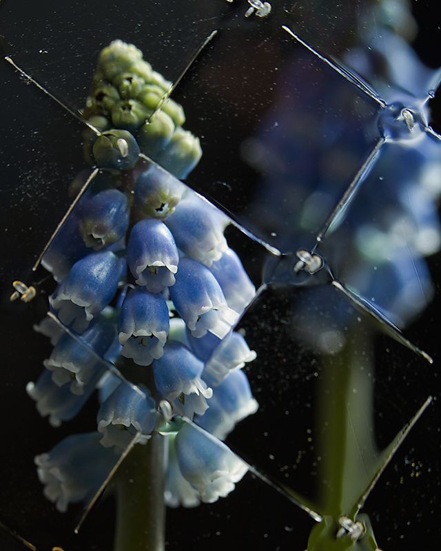 Mar 05 - Grape hyacinth